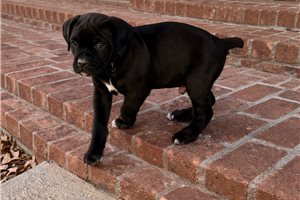 Leroy - Cane Corso Mastiff for sale