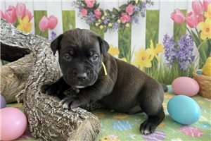 Leroy - puppy for sale