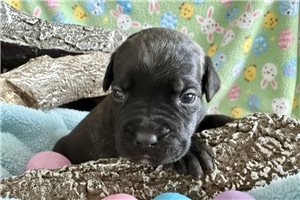 Leonard - puppy for sale