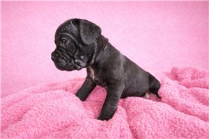 Leila - Cane Corso Mastiff for sale