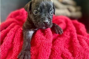 Leonard - Cane Corso Mastiff for sale