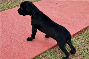 Leila - Cane Corso Mastiff for sale
