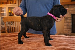 Leona - Cane Corso Mastiff for sale