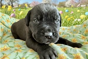 Lewis - Cane Corso Mastiff for sale