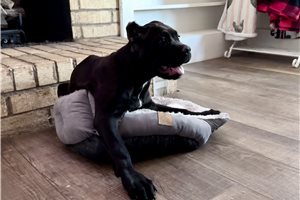 Leila - Cane Corso Mastiff for sale