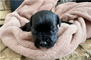 Leslie - Cane Corso Mastiff for sale