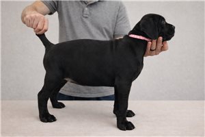 Leila - Cane Corso Mastiff for sale