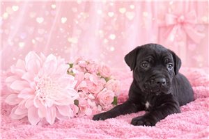 Leni - Cane Corso Mastiff for sale
