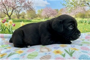 Levi - Cane Corso Mastiff for sale