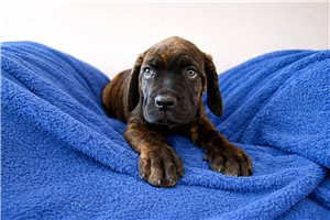 Lennox - Cane Corso Mastiff for sale