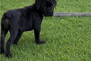 Leila - Cane Corso Mastiff for sale