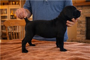 Leslie - Cane Corso Mastiff for sale