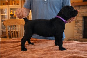 Leopold - Cane Corso Mastiff for sale