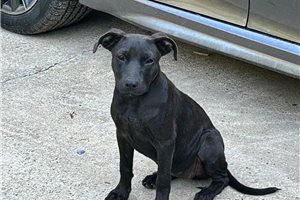 Georgina - American Pit Bull Terrier for sale