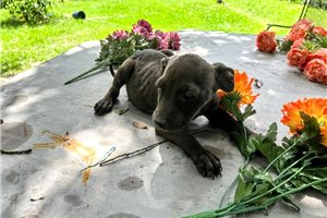 Georgina - American Pit Bull Terrier for sale