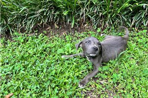 Gale - American Pit Bull Terrier for sale