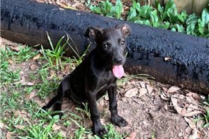 Georgina - American Pit Bull Terrier for sale