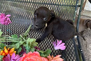 Gidget - American Pit Bull Terrier for sale