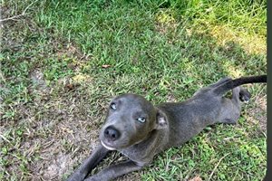 Gabby - American Pit Bull Terrier for sale