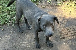 Gina - puppy for sale