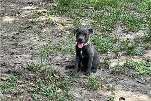 Gabby - American Pit Bull Terrier for sale