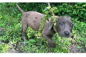 Gina - American Pit Bull Terrier for sale