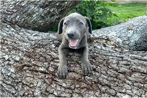 Gonzo - American Pit Bull Terrier for sale