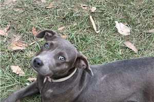 Gina - American Pit Bull Terrier for sale