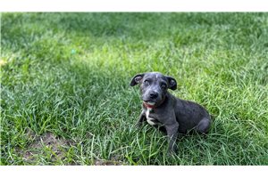Grayson - American Pit Bull Terrier for sale