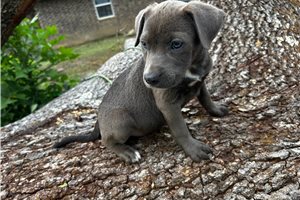 Gracie - puppy for sale