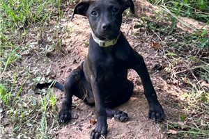 Georgina - American Pit Bull Terrier for sale
