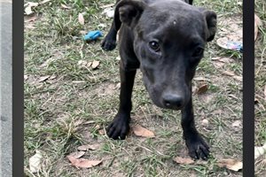 Georgina - American Pit Bull Terrier for sale