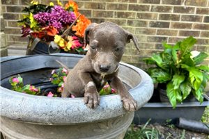 Gabby - American Pit Bull Terrier for sale