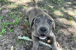 Grayson - American Pit Bull Terrier for sale