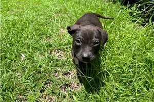 Garrot - American Pit Bull Terrier for sale