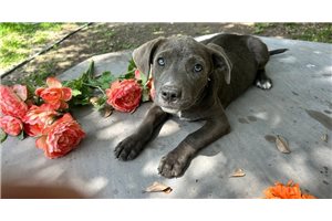 Gonzo - American Pit Bull Terrier for sale