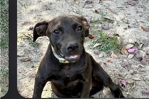 Georgina - American Pit Bull Terrier for sale