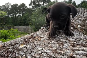 Garrot - puppy for sale