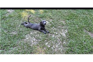 Gina - American Pit Bull Terrier for sale