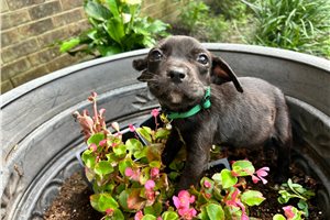 Garrot - American Pit Bull Terrier for sale