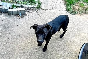 Georgina - American Pit Bull Terrier for sale