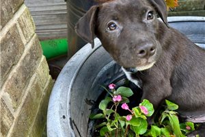 Gavin - American Pit Bull Terrier for sale