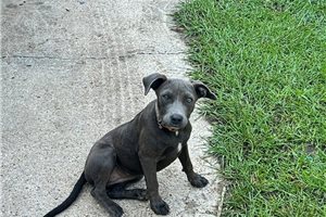 Gina - American Pit Bull Terrier for sale