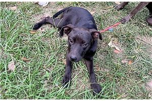 Georgina - American Pit Bull Terrier for sale