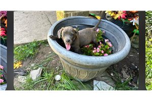 Gina - American Pit Bull Terrier for sale