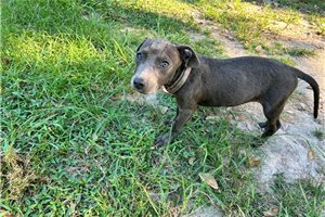 Gina - American Pit Bull Terrier for sale