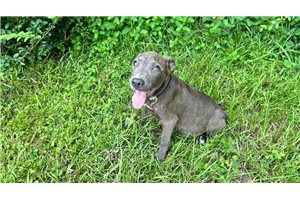 Gonzo - American Pit Bull Terrier for sale