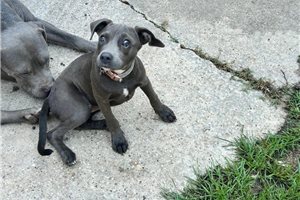 Gina - American Pit Bull Terrier for sale