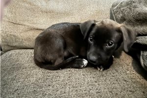 Gavin - American Pit Bull Terrier for sale