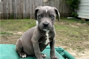 Grayson - American Pit Bull Terrier for sale